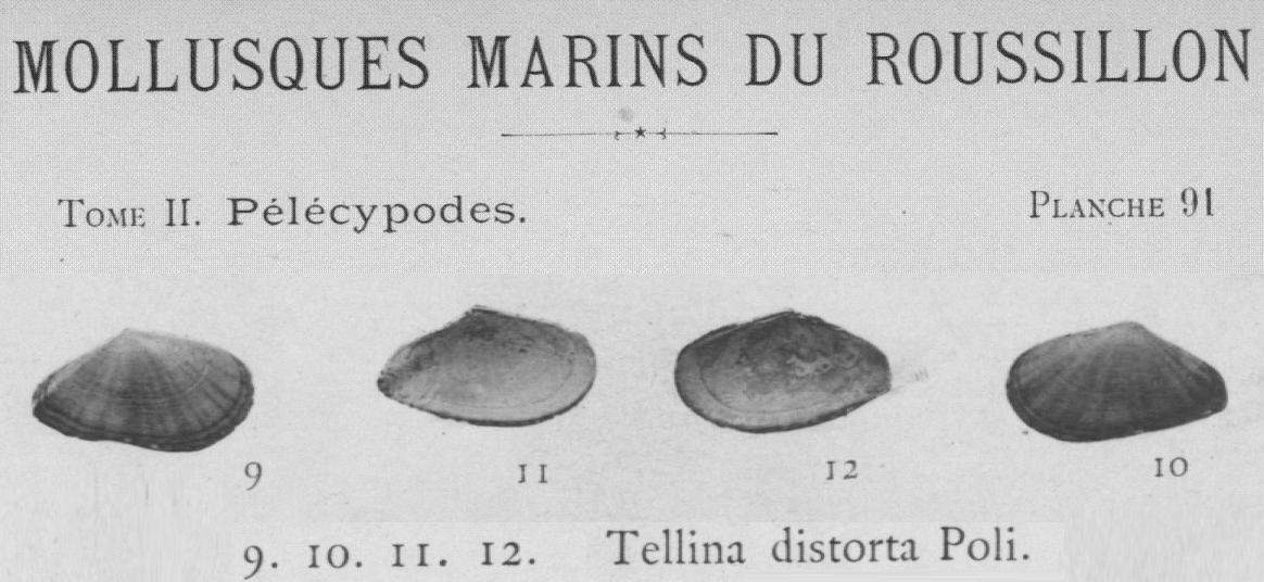 Tellina distorta ?? (Poli, 1791) Pliocene - Astigiano